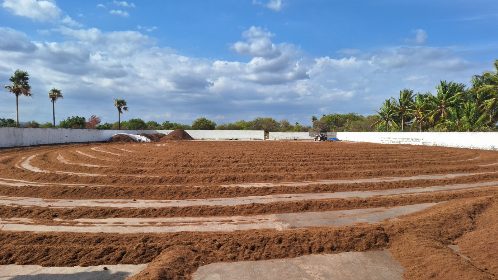 Cocopeat drying in an open yard under a blue sky